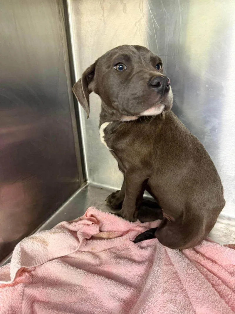 A baby medium-sized female Mixed Breed dog named Jella for adoption in St. Albans, VT