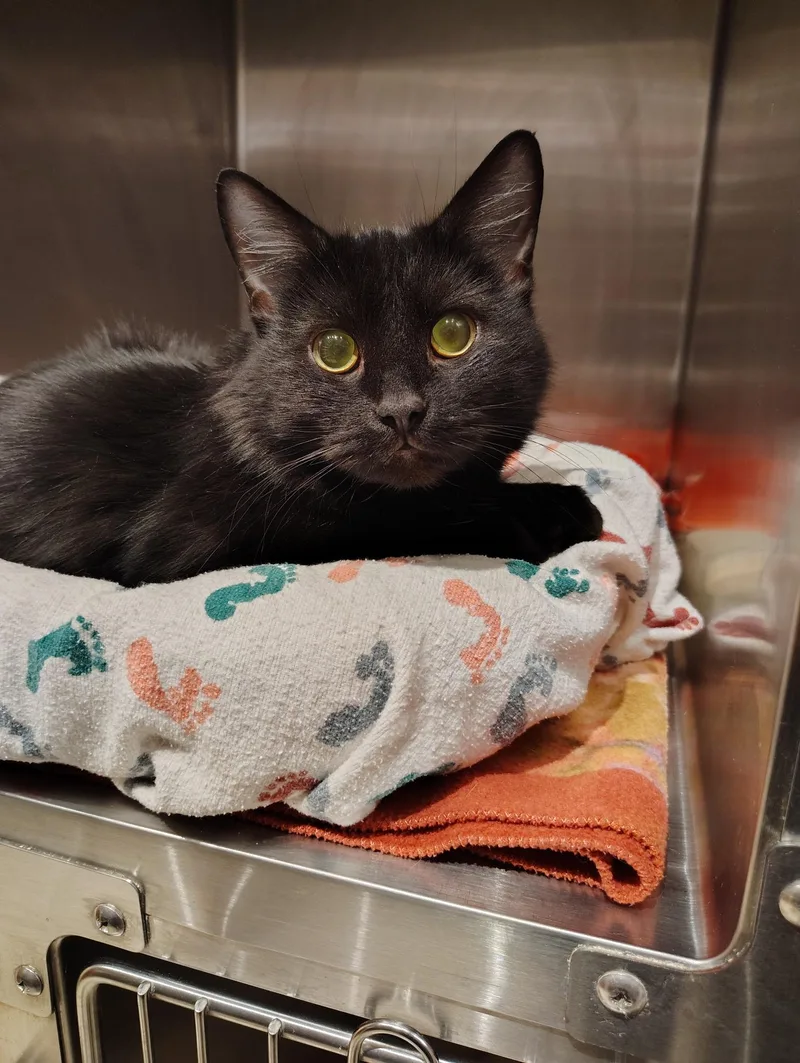 A young medium-sized female Black American Shorthair cat named Wendy for adoption in Pueblo, CO