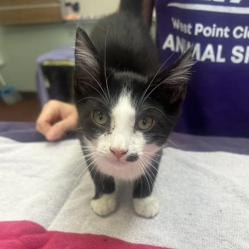 A baby small-sized male Black Domestic Short Hair cat named Timone for adoption in West Point, MS