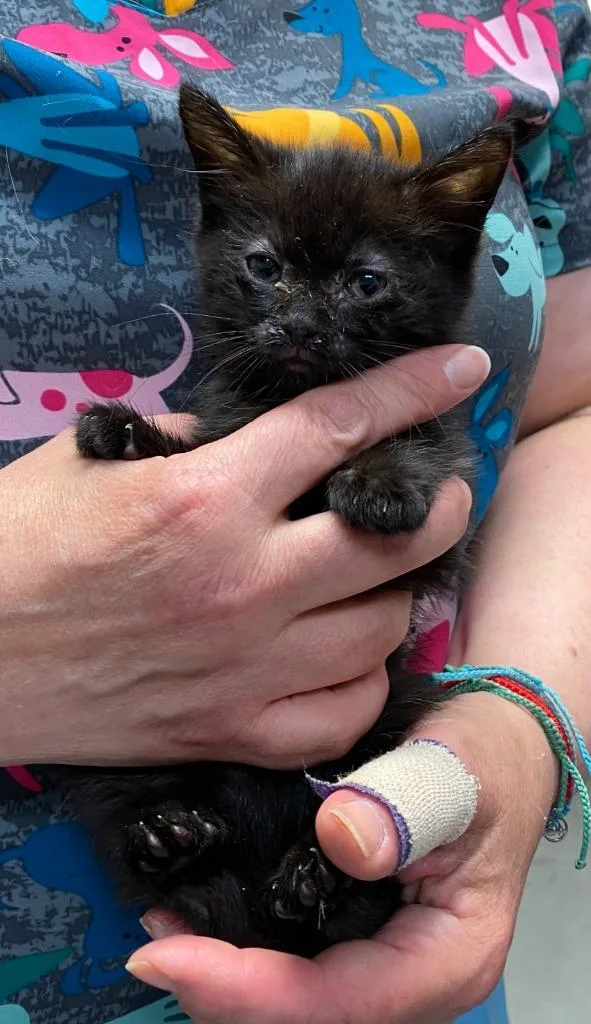 A baby small-sized female Domestic Short Hair cat named Sally Hemmings for adoption in Ewing, NJ