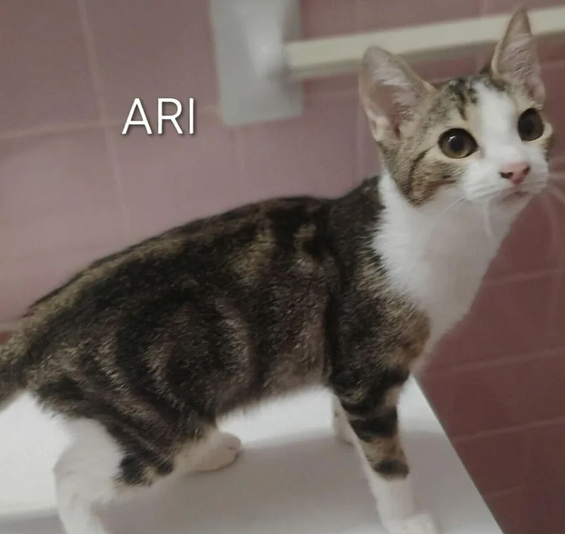 A baby small-sized male Domestic Short Hair cat named Ari for adoption in Groveland, MA