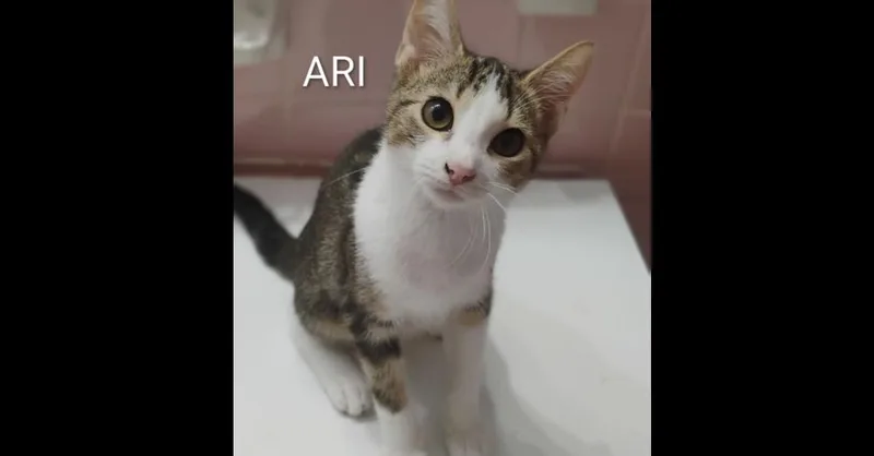Ari thumbnail 2