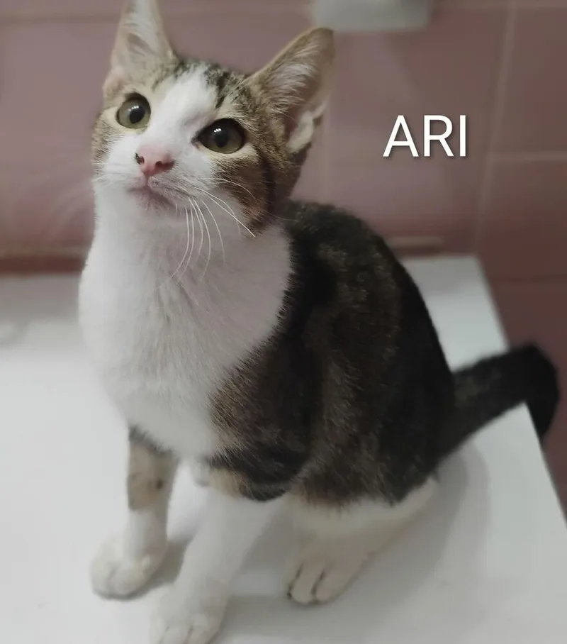 Ari thumbnail 3