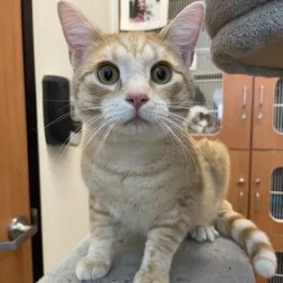 An adult large-sized male Tabby (Orange / Red) Domestic Short Hair cat named Nolan for adoption in Rochester, MN