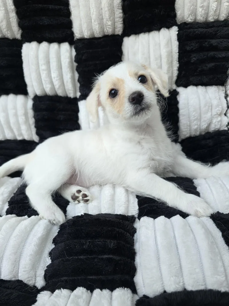 A baby small-sized female Chihuahua dog named Pearl for adoption in San Francisco, CA