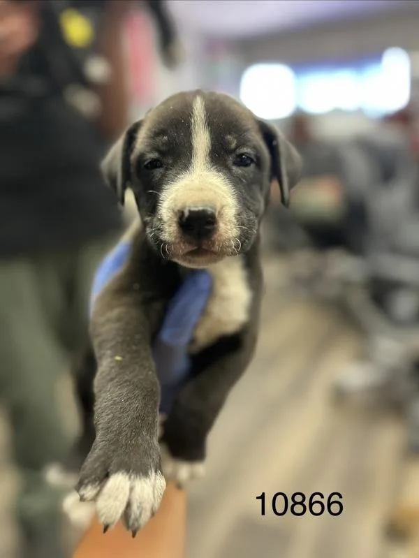 A baby medium-sized female Shepherd dog named Thursday for adoption in Victorville, CA