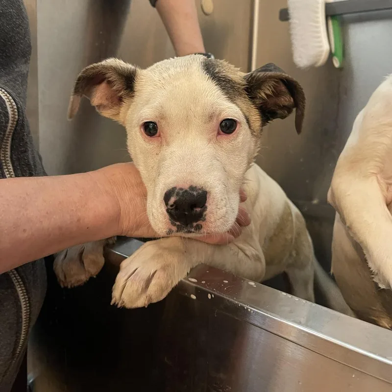 A baby medium-sized male White / Cream Pit Bull Terrier dog named Catan D for adoption in Minnetonka, MN