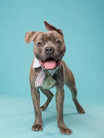 An adult medium-sized male Pit Bull Terrier dog named Flobberscotch for adoption in Atlanta, GA