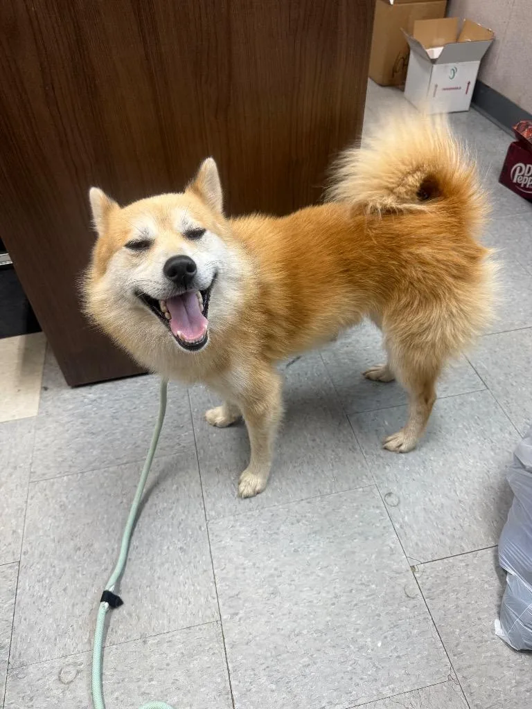 An adult small-sized male Golden Shiba Inu dog named Shamrock for adoption in Winnsboro, SC