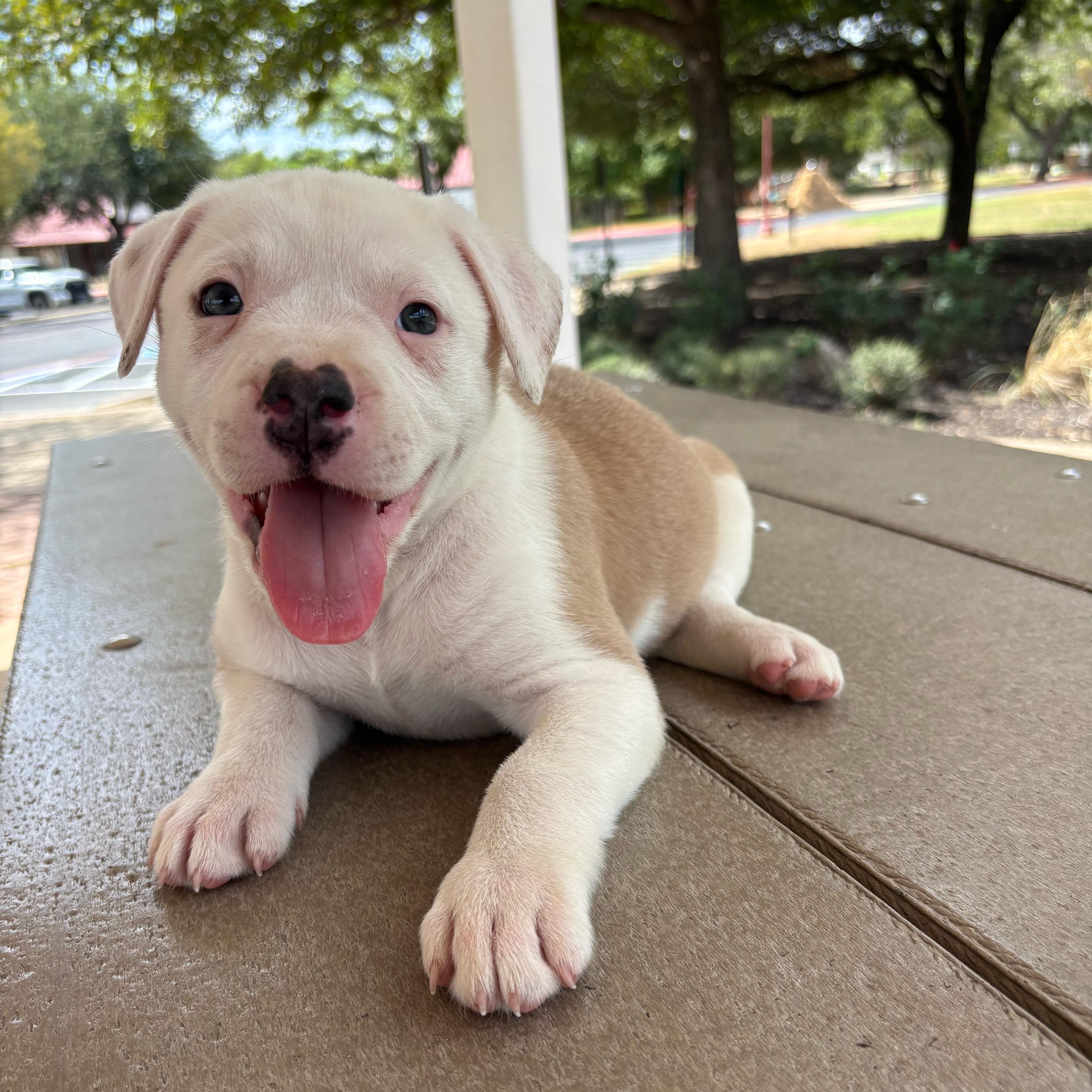 A baby medium-sized female White / Cream American Bulldog dog named Courtney for adoption in Pflugerville, TX
