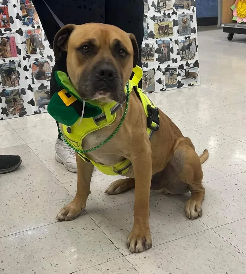 An adult large-sized male Yellow / Tan / Blond / Fawn Mastiff dog named Bandit for adoption in Plain City, OH