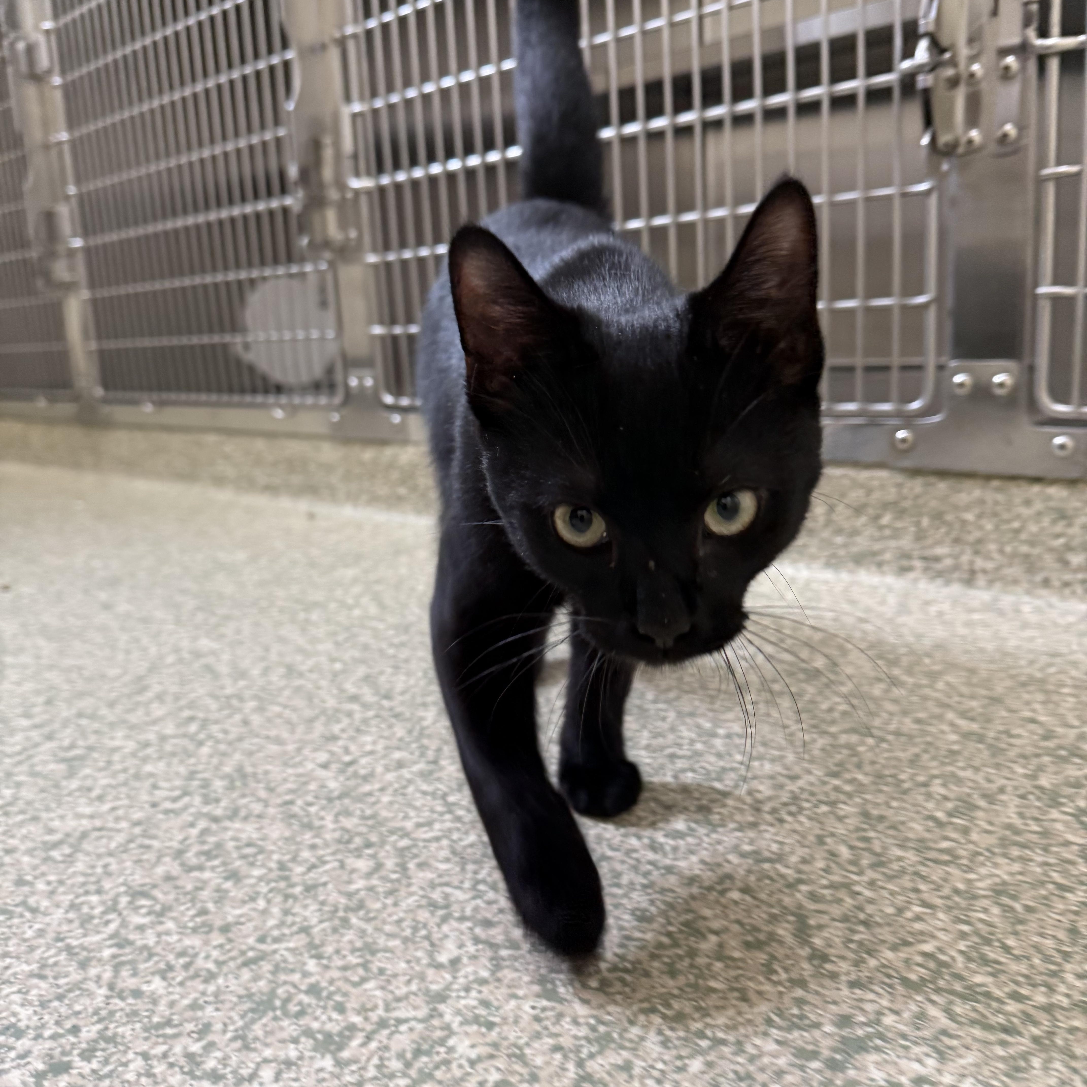 A young medium-sized male Domestic Short Hair cat named Allen for adoption in Brownsville, VT
