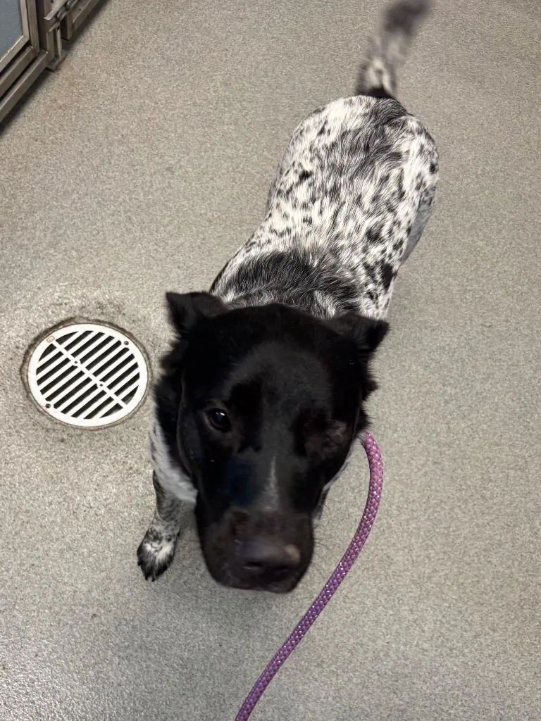 A young medium-sized female Australian Shepherd dog named Mindy for adoption in Bloomington, IN
