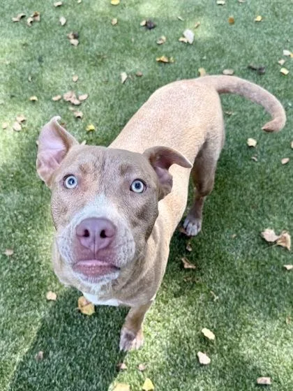 A young medium-sized female Terrier dog named Kim K for adoption in Picayune, MS