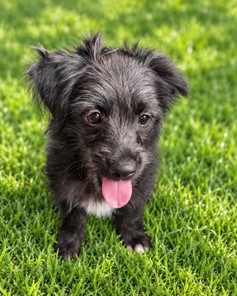 A young small-sized female Terrier dog named Starla for adoption in Georgetown , CA