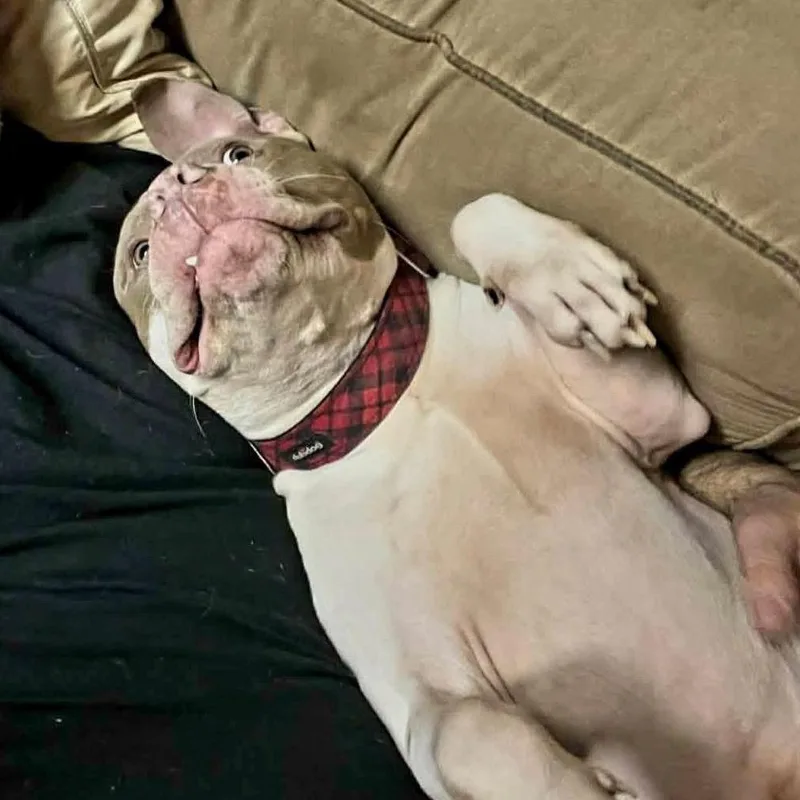 An adult large-sized female Pit Bull Terrier dog named Sugar Ray for adoption in Shawnee, KS