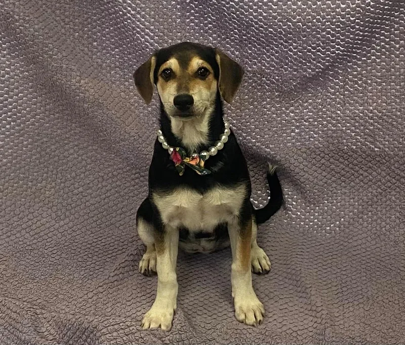 A baby medium-sized female Tricolor (Brown, Black, & White) Treeing Walker Coonhound dog named Jelly for adoption in Lodi, CA