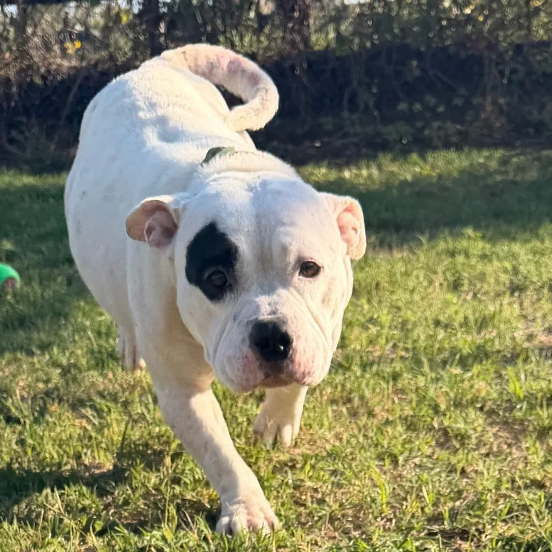 A young medium-sized female White / Cream English Bulldog dog named Dotty for adoption in Norman, OK