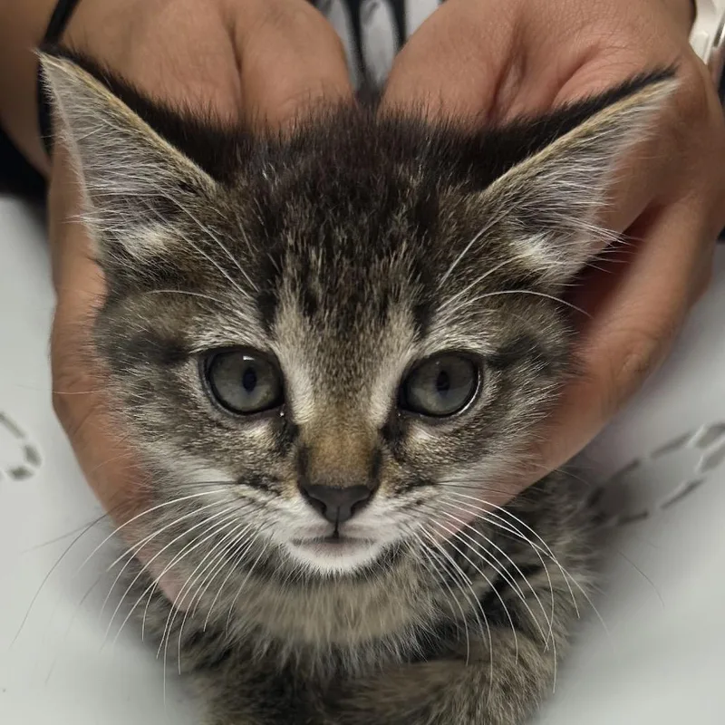 A baby small-sized female Black Domestic Medium Hair cat named Sue for adoption in Leander, TX