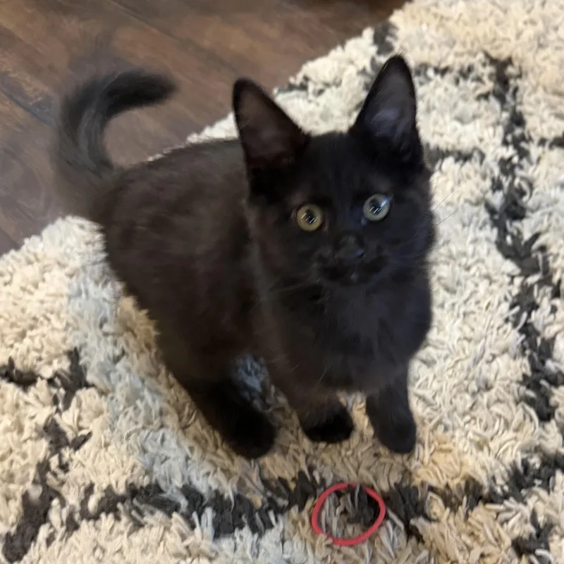 A baby medium-sized male Black Domestic Medium Hair cat named Mr Grey for adoption in Pendleton, OR