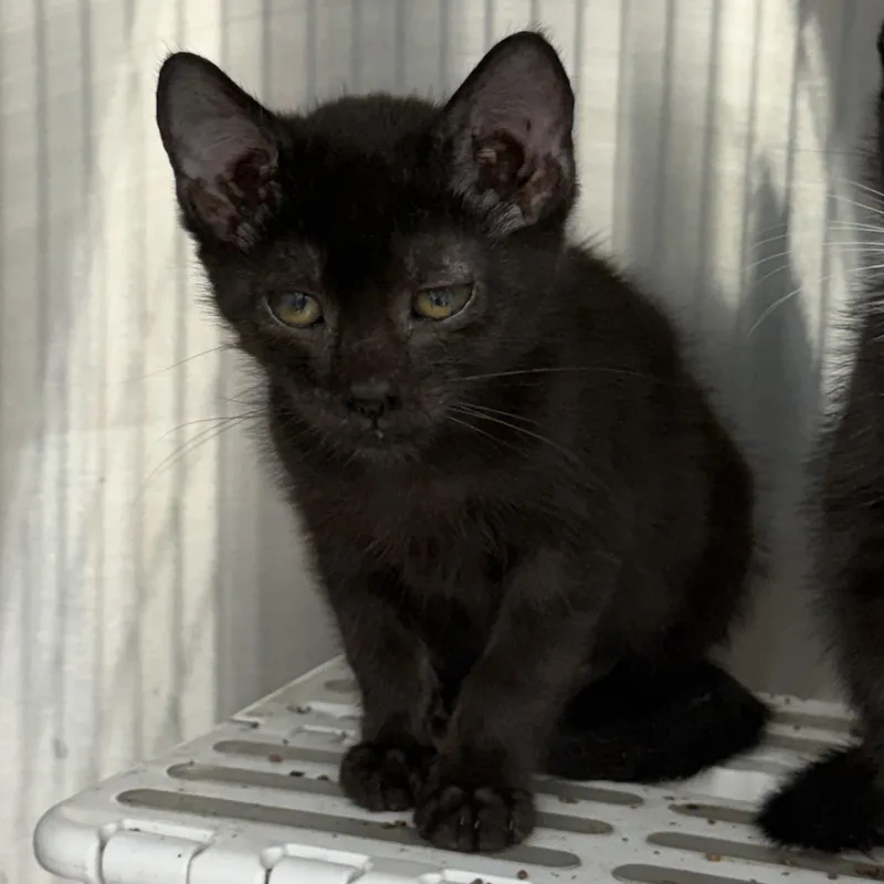 A baby medium-sized male Domestic Short Hair cat named Jasper for adoption in Richmond, MO
