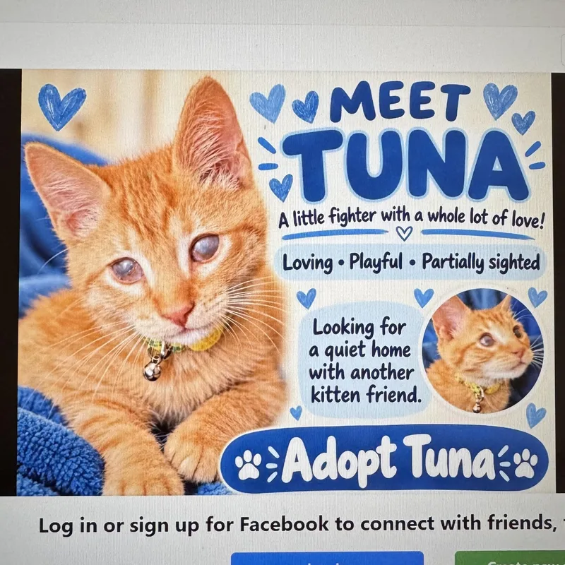 A baby medium-sized male Orange & White Tabby cat named Tuna for adoption in Denver, NC