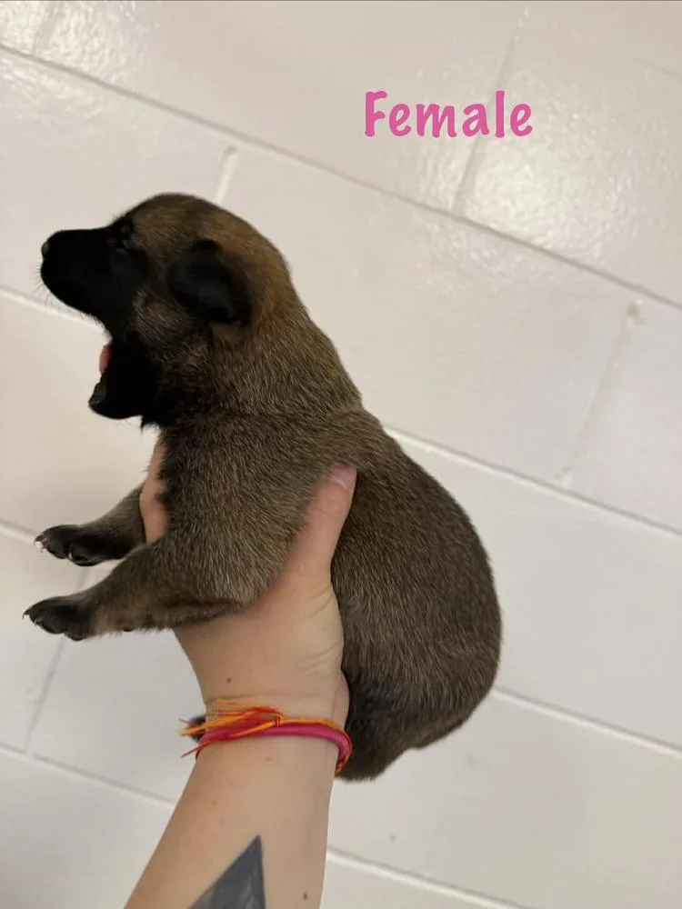 A baby small-sized female Belgian Shepherd / Malinois dog named Verdana  Located In for adoption in Imlay City, MI