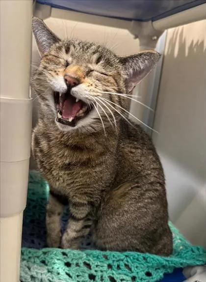 A senior small-sized female Domestic Short Hair cat named Applebee for adoption in Bellevue, WA