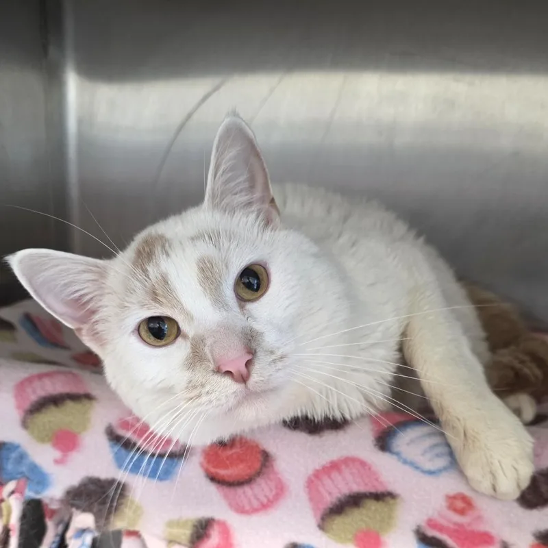 An adult large-sized male White Domestic Short Hair cat named Chaser for adoption in Fort Wayne, IN