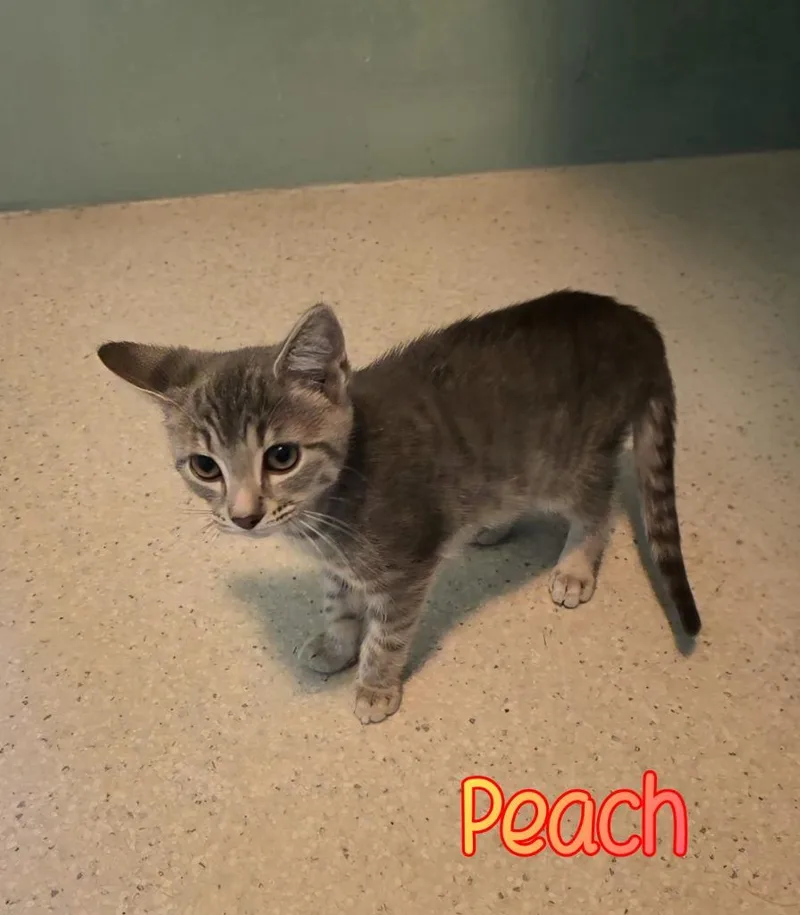 A baby small-sized female Domestic Short Hair cat named Peach for adoption in Port Clinton, OH