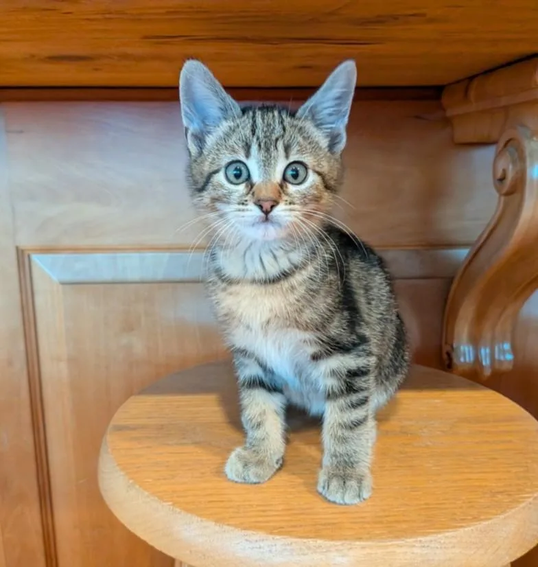 A baby small-sized male Domestic Medium Hair cat named Cypress for adoption in Santa Cruz, CA