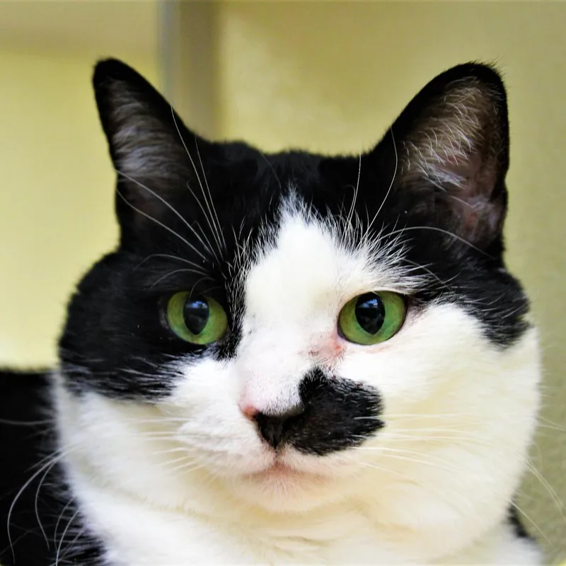 A senior large-sized female Black Domestic Short Hair cat named Topaz for adoption in Lynchburg, VA