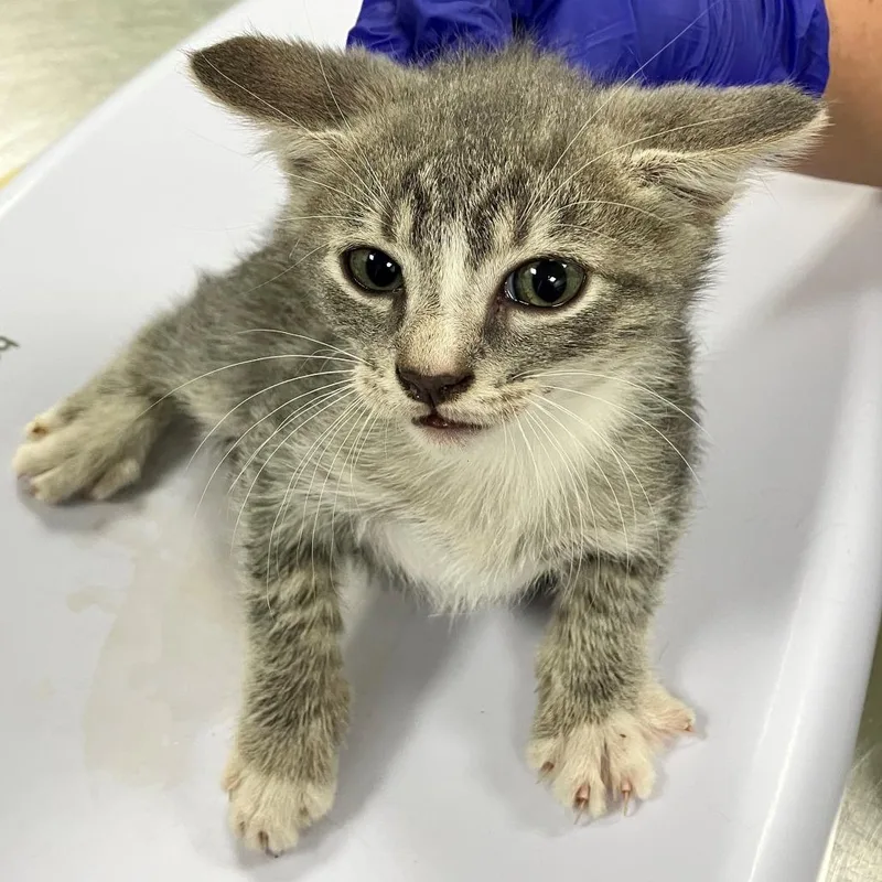 A baby small-sized male Domestic Short Hair cat named Figment for adoption in Las Cruces, NM