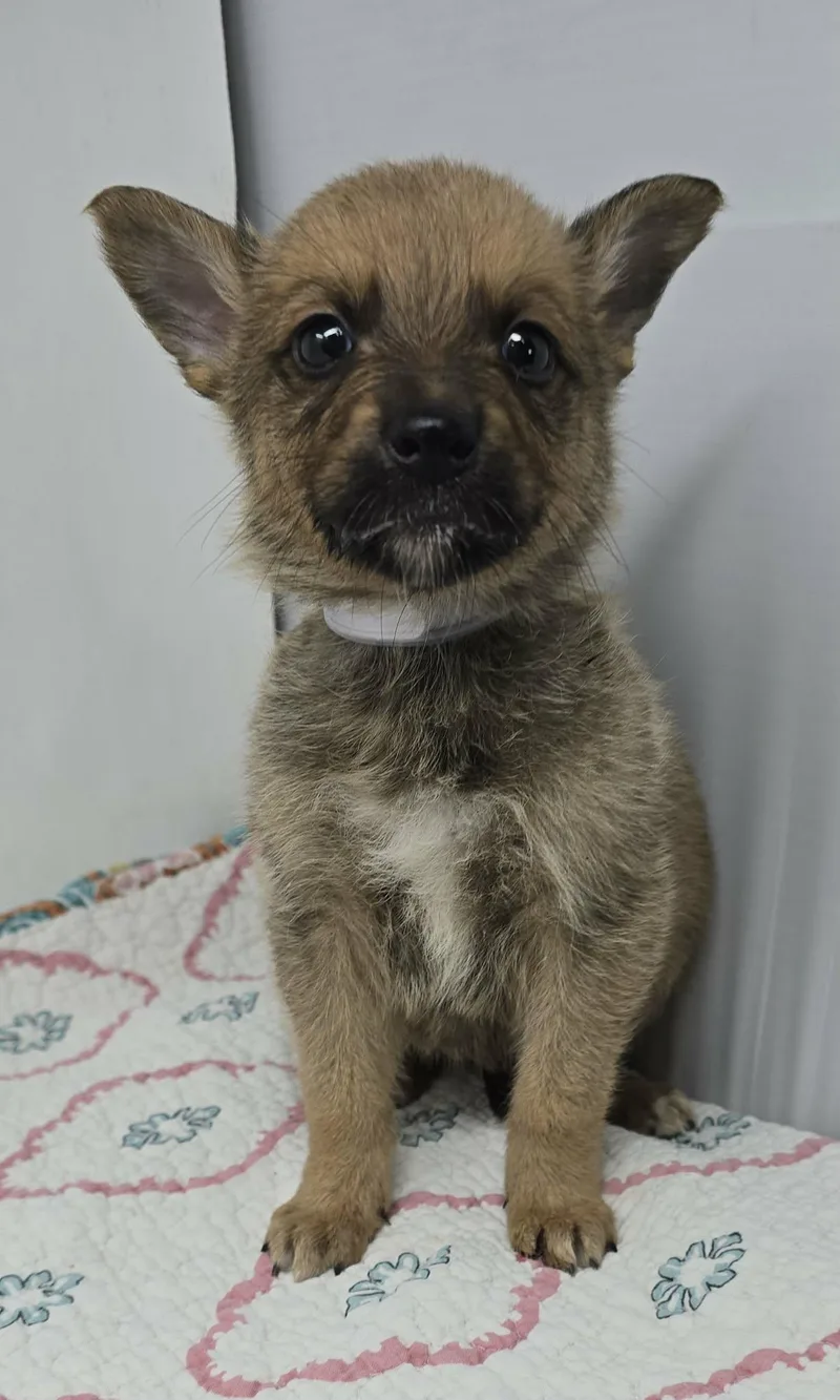 Ghostzapper thumbnail 2