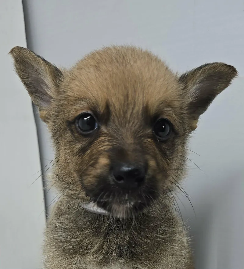 Ghostzapper thumbnail 3