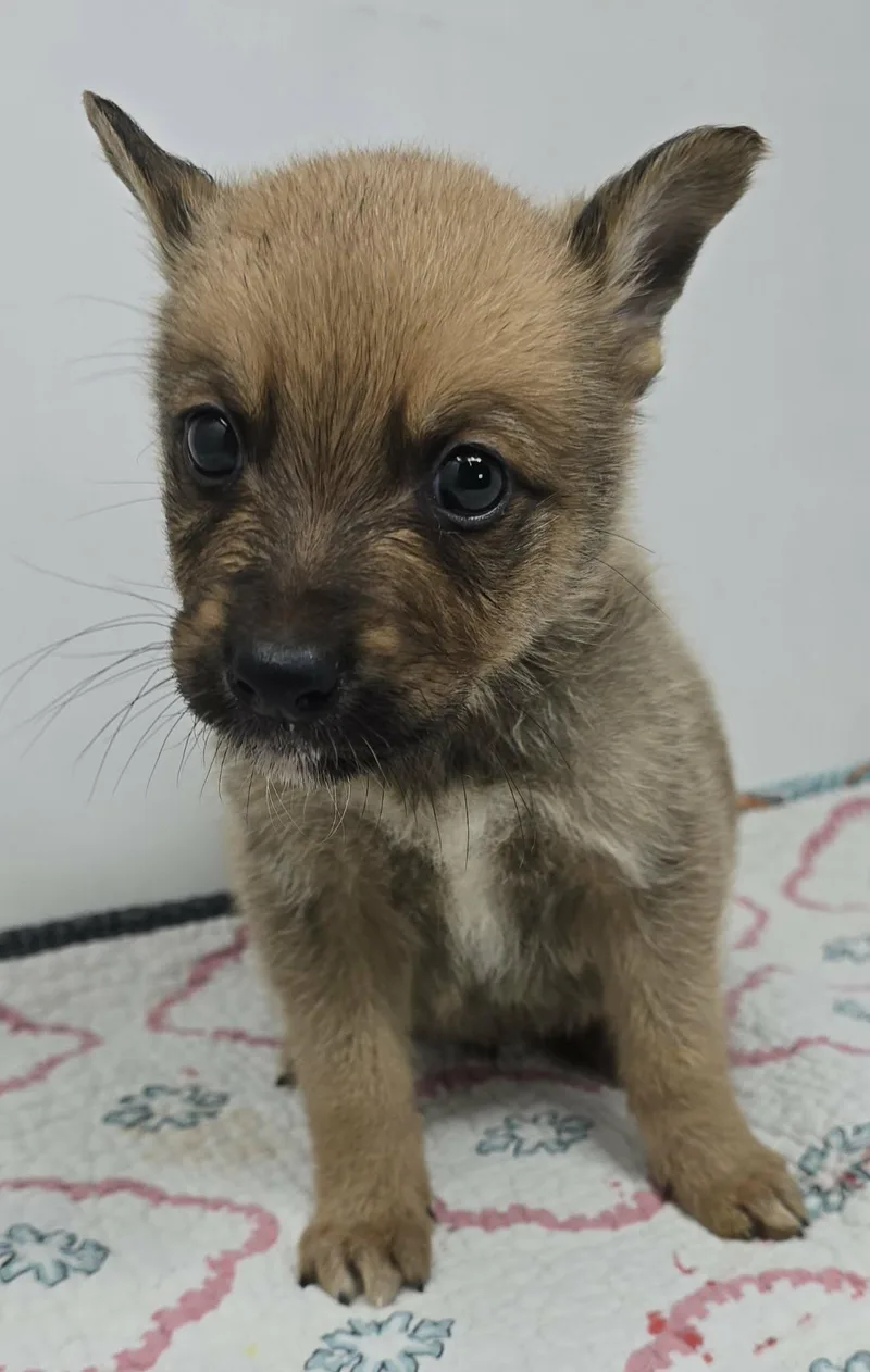 Ghostzapper thumbnail 4