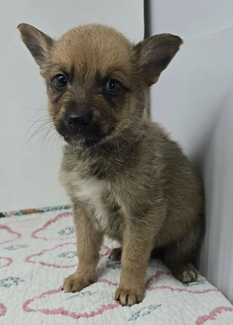 Ghostzapper thumbnail 5