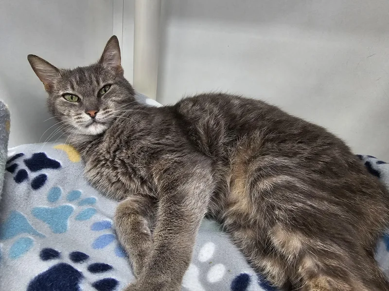 An adult medium-sized female Tabby (Gray / Blue / Silver) Domestic Short Hair cat named Mochi for adoption in Dunkirk, NY