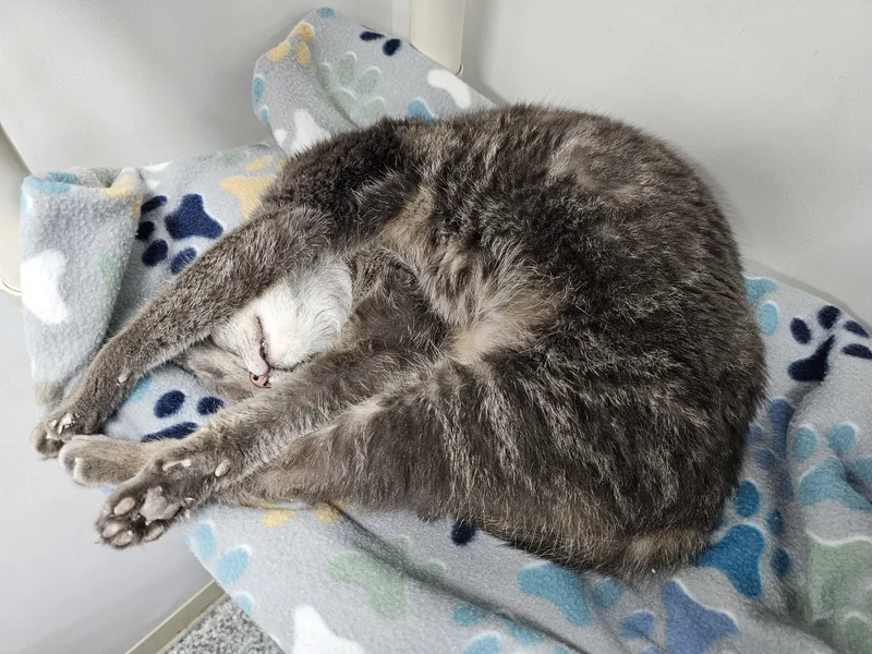 Mochi thumbnail 2