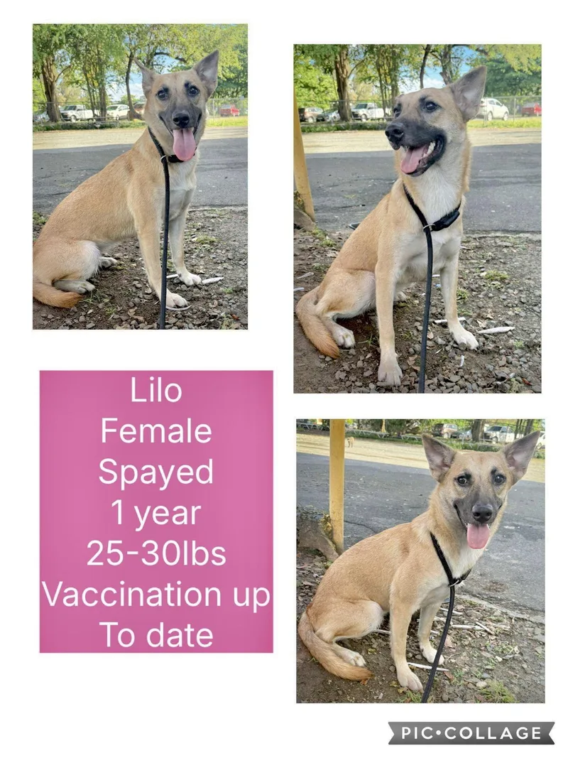 An adult medium-sized female Shepherd dog named Lilo for adoption in Virginia Beach, VA