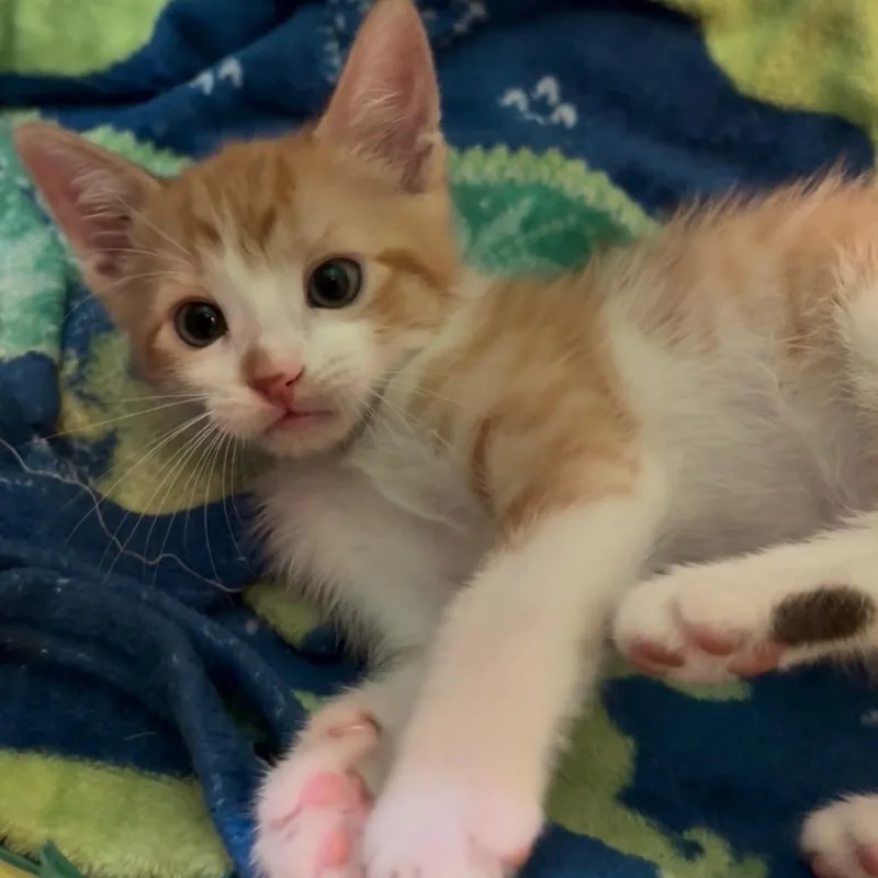 A baby small-sized male Orange / Red Domestic Short Hair cat named Wren for adoption in Long Beach, CA