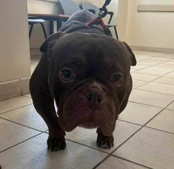 Chub