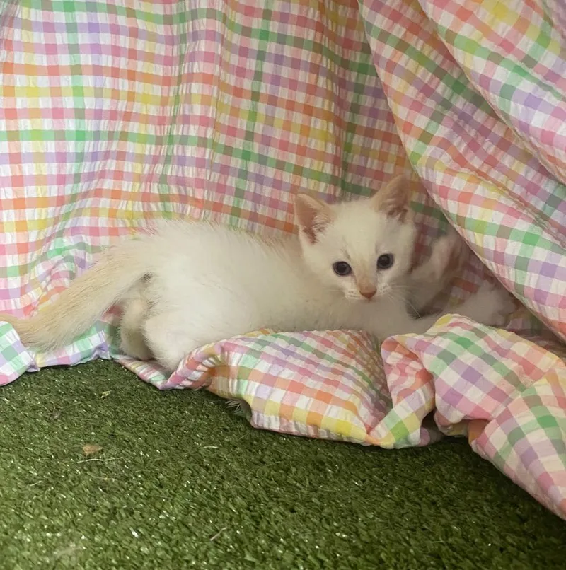 A baby small-sized male Domestic Short Hair cat named Flame for adoption in Hopkinsville, KY
