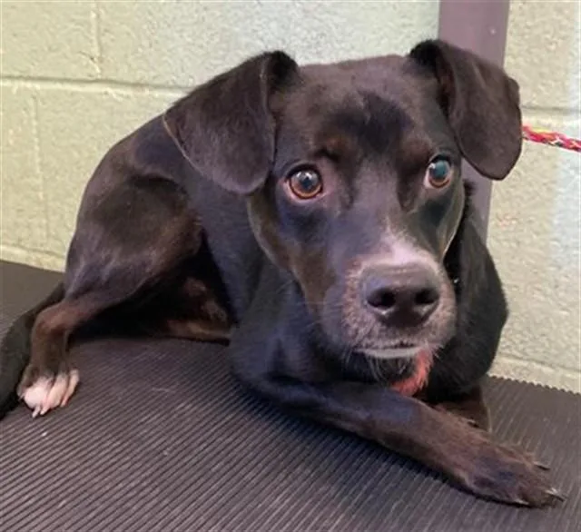A young medium-sized male Patterdale Terrier / Fell Terrier dog named Rainbro for adoption in Sacramento, CA