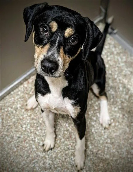 An adult medium-sized male Black and Tan Coonhound dog named Goose for adoption in Clyde, NC