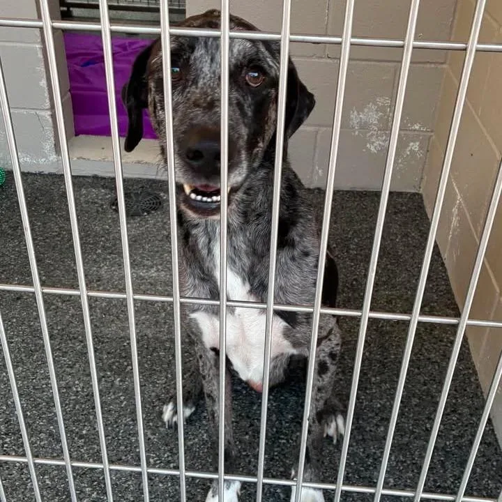 An adult medium-sized male Gray / Blue / Silver Catahoula Leopard Dog dog named Burger for adoption in Buchanan Dam, TX