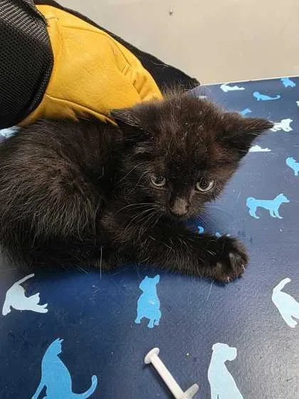 A baby small-sized male Domestic Short Hair cat named Brewster for adoption in Sevierville, TN
