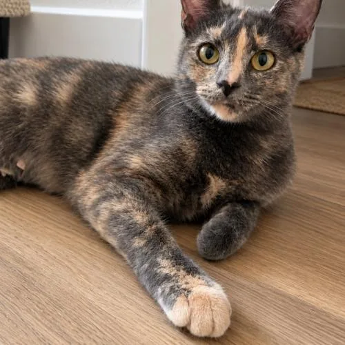 A young medium-sized female Tortoiseshell Domestic Short Hair cat named Lily for adoption in Tampa, FL