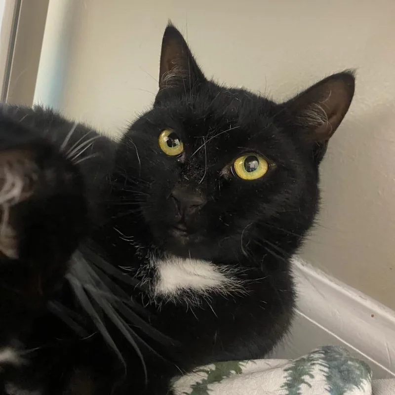 A young medium-sized female Domestic Short Hair cat named Cobweb for adoption in Fall River, MA