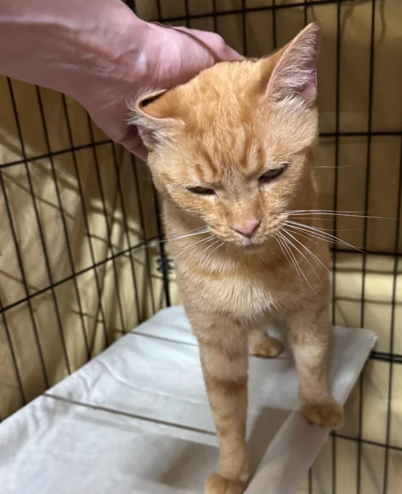 An adult medium-sized female Domestic Short Hair cat named Butterscotch for adoption in Centerville, GA